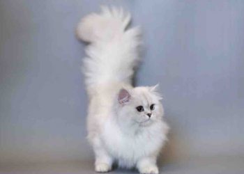 Nước Anh - Quê hương của giống mèo Anh lông dài