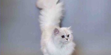 Nước Anh - Quê hương của giống mèo Anh lông dài