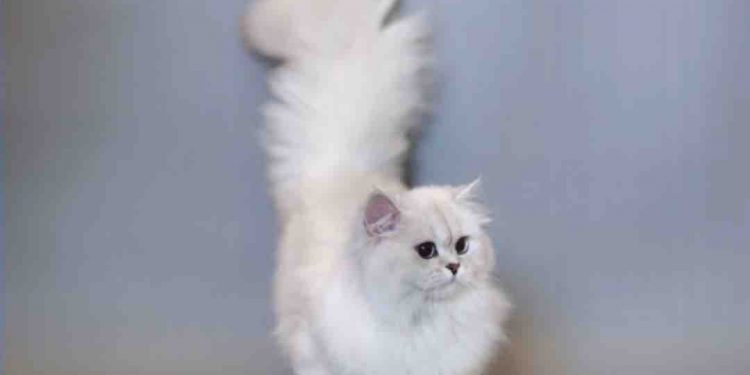 Nước Anh - Quê hương của giống mèo Anh lông dài