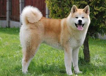 Rất nhiều bộ phận trên cơ thể của chúng có hình dạng tam giác