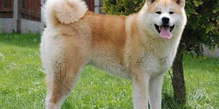 Rất nhiều bộ phận trên cơ thể của chúng có hình dạng tam giác