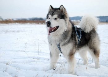 Alaska thời kỳ mang thai cần đặc biệt chú ý