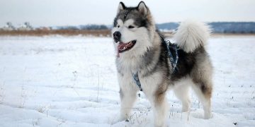 Alaska thời kỳ mang thai cần đặc biệt chú ý