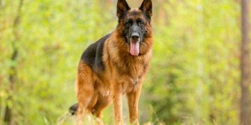 Thông tin chi tiết về dòng chó Becgie