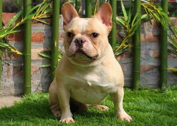 Những lưu ý khác khi chăm sóc chó Bull Pháp