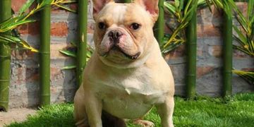 Những lưu ý khác khi chăm sóc chó Bull Pháp