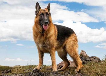 Chó chăn cừu Đức trải qua quá trình lai tạo phức tạp