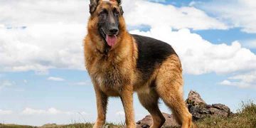 Chó chăn cừu Đức trải qua quá trình lai tạo phức tạp