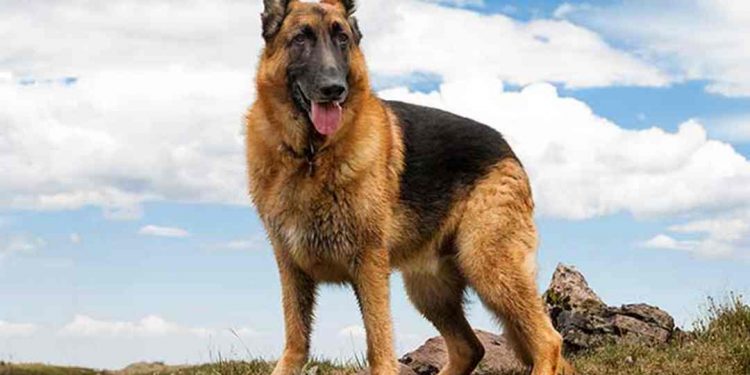 Chó chăn cừu Đức trải qua quá trình lai tạo phức tạp