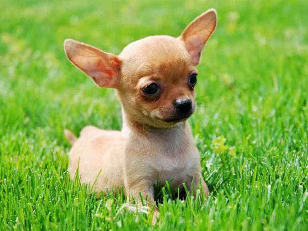 Giới thiệu về chó Chihuahua