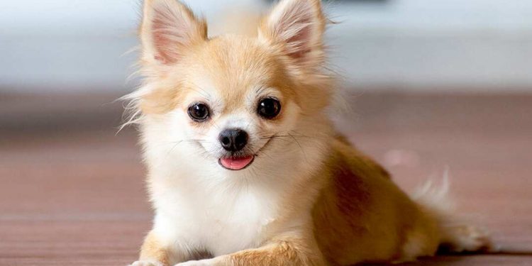 Kinh nghiệm khi mua chó Chihuahua