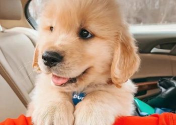 Chó Golden rất thích thịt và cá trong khẩu phần ăn