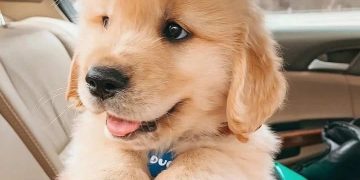 Chó Golden rất thích thịt và cá trong khẩu phần ăn