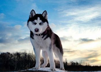 Nguồn gốc ra đời giống chó Husky ngáo