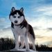 Nguồn gốc ra đời giống chó Husky ngáo