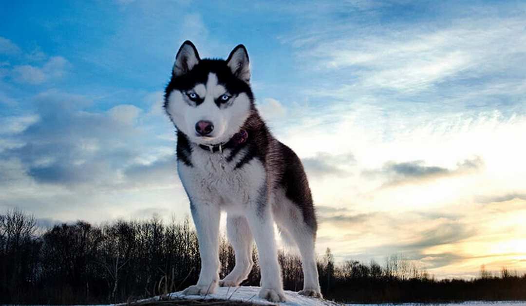 24 Husky ngáo đá ý tưởng  chó husky động vật alaska