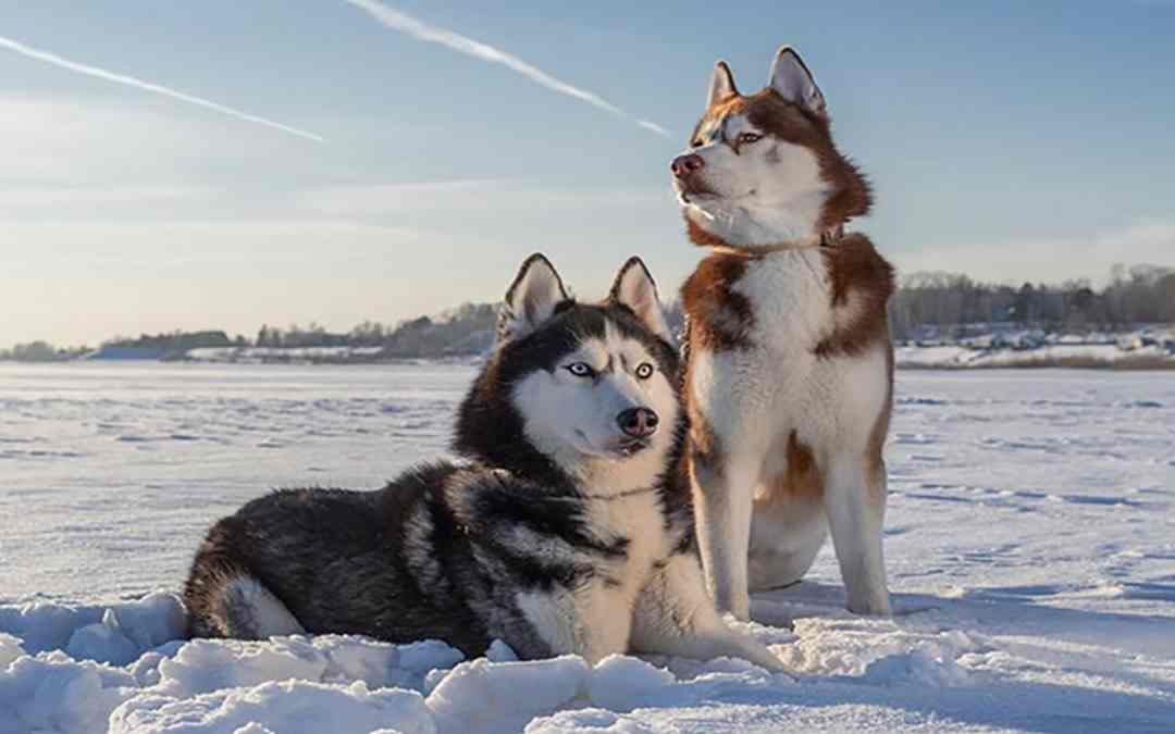 Hình ảnh chó Husky  Những chú chó đáng yêu nhất quả đất