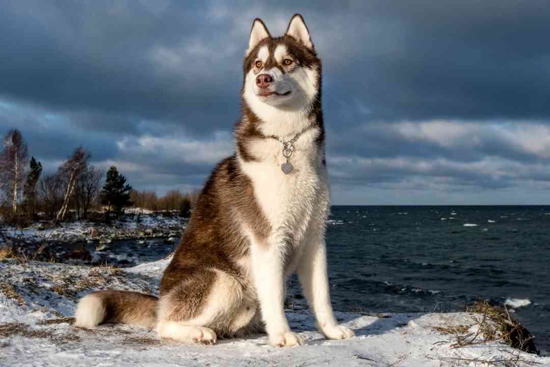 Ngoại hình của loài chó Husky ngáo