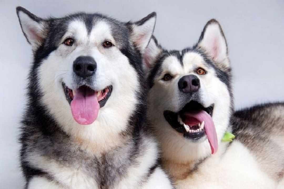 Chế độ dinh dưỡng của giống chó Husky ngáo