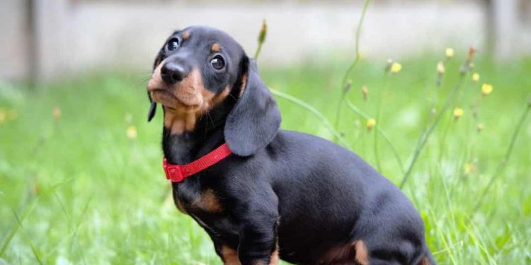 Nguồn gốc xuất xứ của dòng Lạp Xưởng