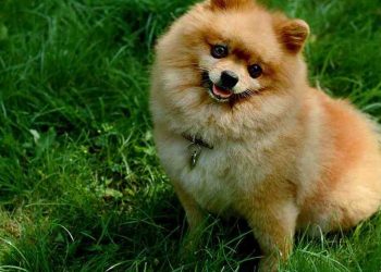 Chó lông xù với nhiều kiểu dáng độc đáo