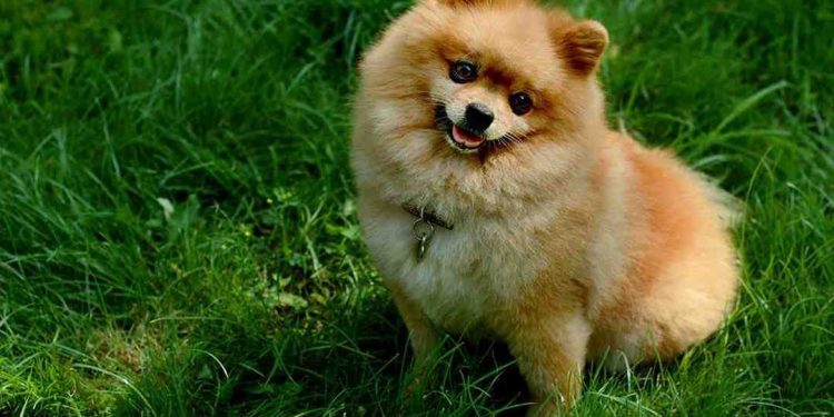 Chó lông xù với nhiều kiểu dáng độc đáo