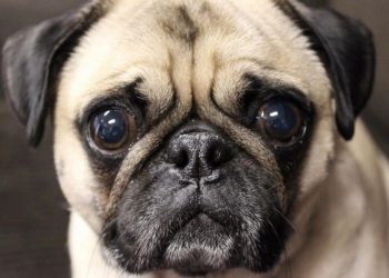 Những kinh nghiệm quý báu sẽ giúp bạn nuôi chó mặt xệ dễ dàng hơn 