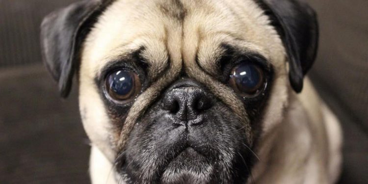 Những kinh nghiệm quý báu sẽ giúp bạn nuôi chó mặt xệ dễ dàng hơn