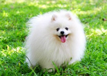 Dắt cho đi chơi là hoạt động khiến chó cảm thấy vui vẻ 