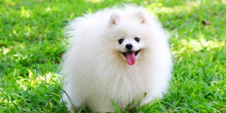 Dắt cho đi chơi là hoạt động khiến chó cảm thấy vui vẻ 