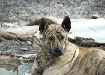 Những thần khuyển Phú Quốc có ngoại hình đẹp sẽ có giá cao hơn