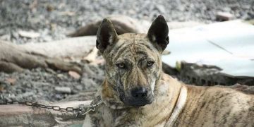 Những thần khuyển Phú Quốc có ngoại hình đẹp sẽ có giá cao hơn