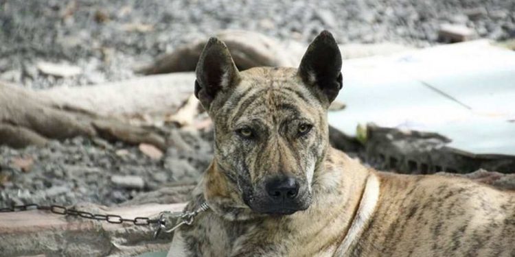 Những thần khuyển Phú Quốc có ngoại hình đẹp sẽ có giá cao hơn