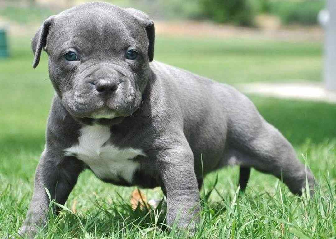 Nguồn gốc xuất thân đã tạo nên thân hình của chó Pitbull con 