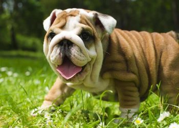 Khuôn mặt hài hước, dễ thương khiến chó Pitbull con được ưa chuộng 