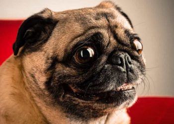 Chó Pug có nguồn gốc từ đâu?