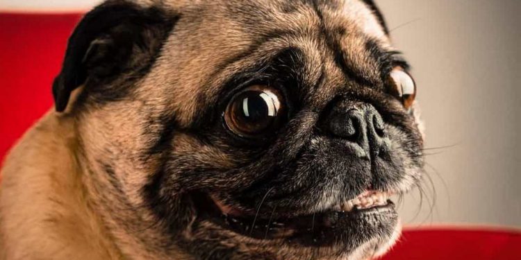 Chó Pug có nguồn gốc từ đâu?
