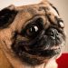Chó Pug có nguồn gốc từ đâu?