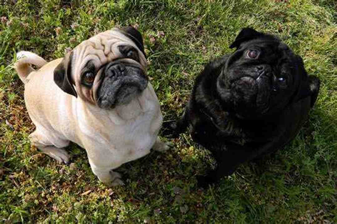 Đây là 2 dòng Pug thuần chủng được công nhận 