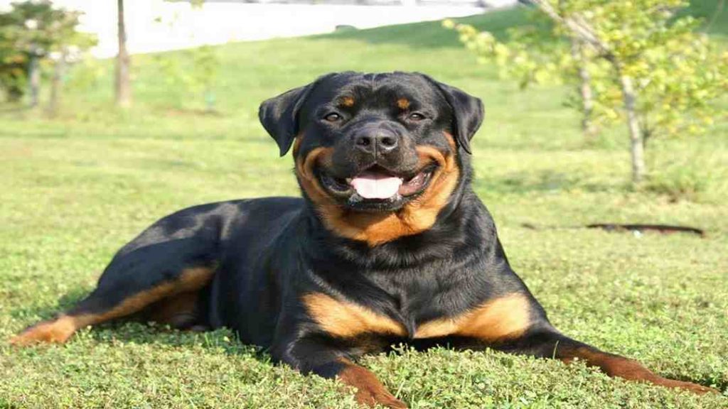 Chó Rottweiler - Loài động vật vô cùng tinh anh
