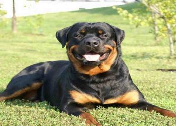 Chó Rottweiler đang nổi tiếng trên khắp thế giới
