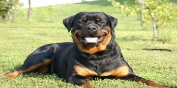 Chó Rottweiler đang nổi tiếng trên khắp thế giới