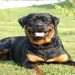 Chó Rottweiler đang nổi tiếng trên khắp thế giới