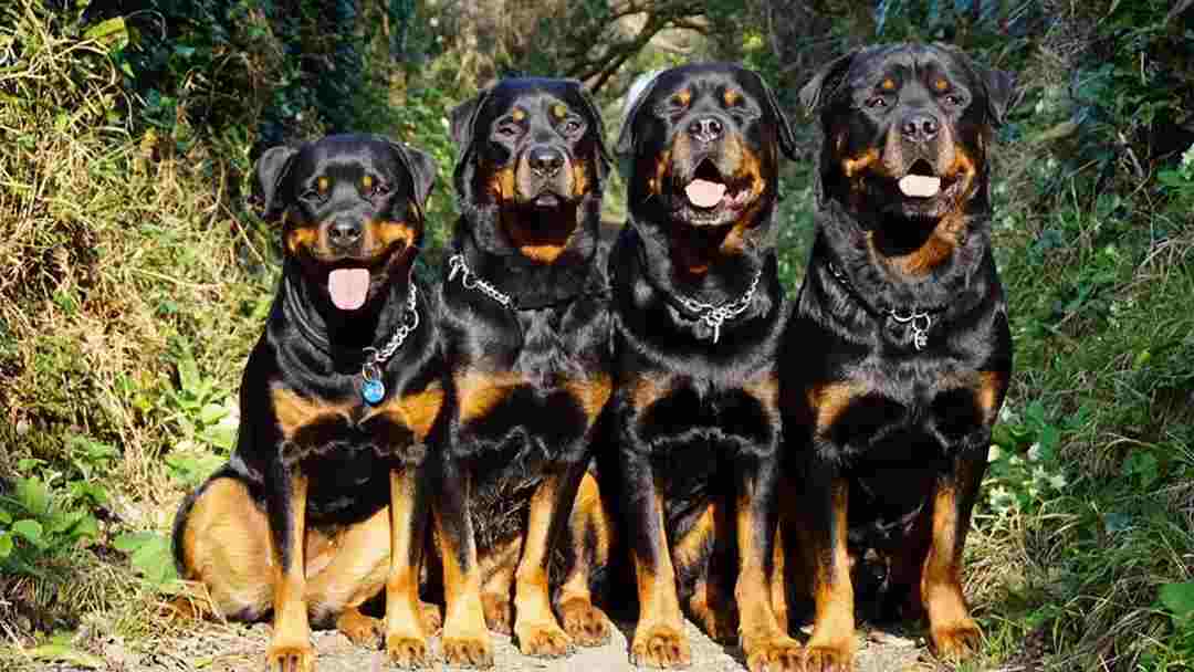 Ở chó Rottweiler luôn tồn tại tính cách tuyệt vời