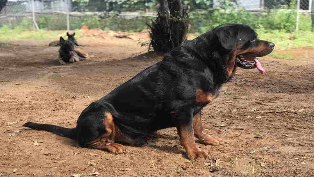 Không quá khó để huấn luyện chó Rottweiler đứng yên tại chỗ