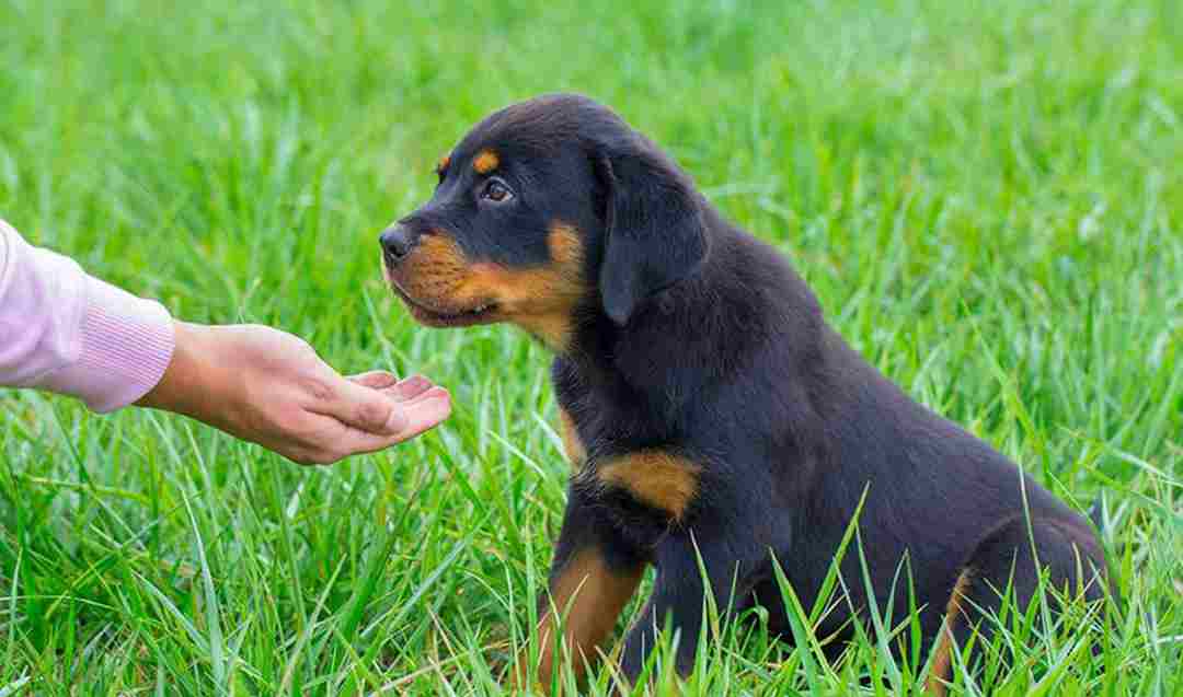 Chó Rottweiler đang ngày càng được nhân giống nhiều