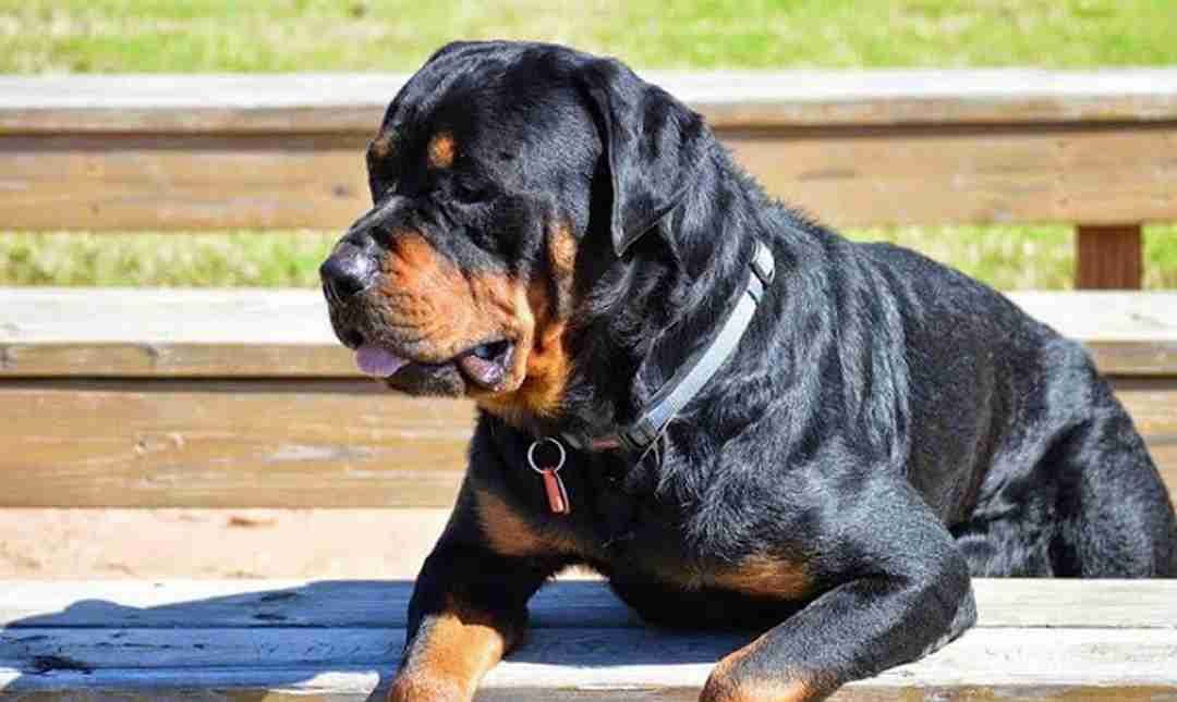 Phải thật thận trọng khi tìm mua Rottweiler