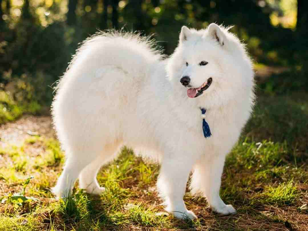 Chó Samoyed được nhiều người chạy theo tìm mua