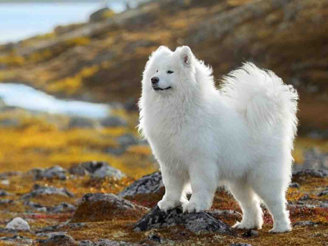 Chó Samoyed có ngoại hình gây thương nhớ