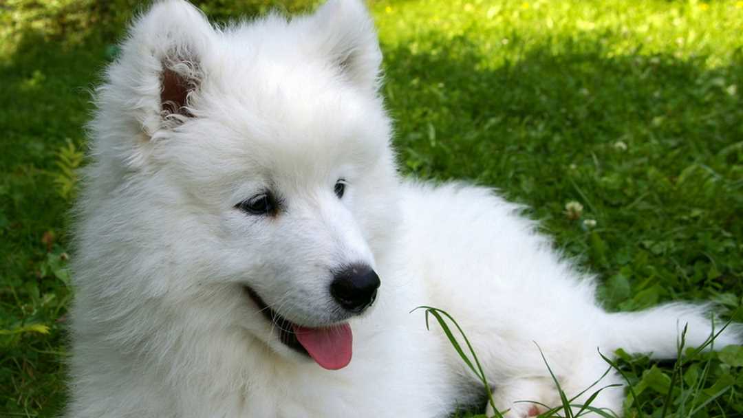 Chó Samoyed có mức giá khởi điểm 1 triệu